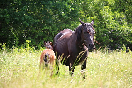 horse, foal, suckling, brown mold, rap, mare, mare with foal