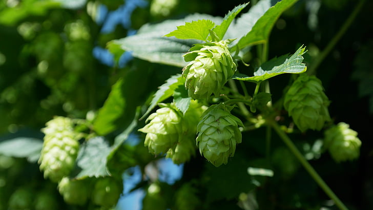 tanaman merambat hop, hop, hop Taman, Holledau, Hallertau, Bavaria, Brew