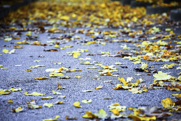 listy, jeseň, žltá, jeseň, cestné, chodník, Príroda