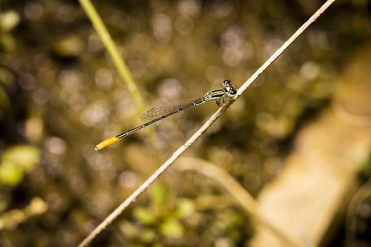 vážky, přírodní, Vietnam, hmyz, tvor, Wild