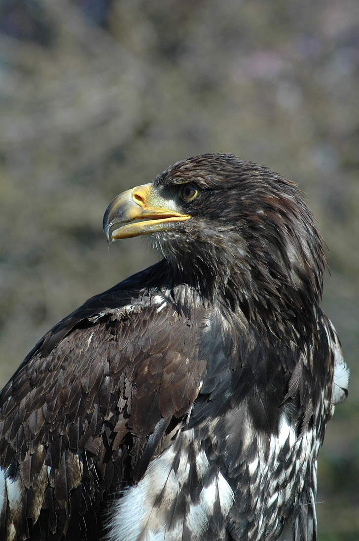 Eagle 6, Raptor, sidder