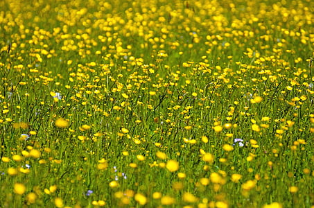 blomst, gul, sommer, forår, havearbejde, makro, objekt