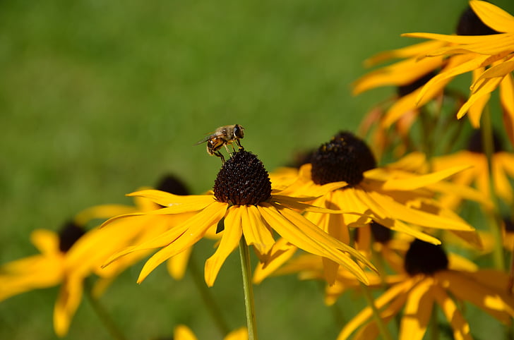 keltainen coneflower, Echinacea, mehiläinen, Syksy, kukka, niitty, Luonto
