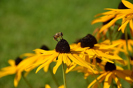 coneflower สีเหลือง, เอ็กไคนาเซีย, ผึ้ง, ฤดูใบไม้ร่วง, ดอกไม้, ทุ่งหญ้า, ธรรมชาติ