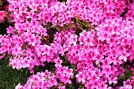 flowers, azaleas, pink, bright, many flowers, sun, nature
