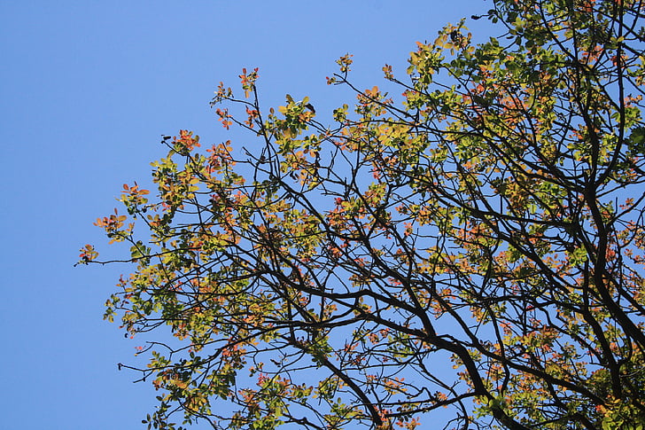 árbol, follaje, hojas, multicolor, luz, verano, naturaleza