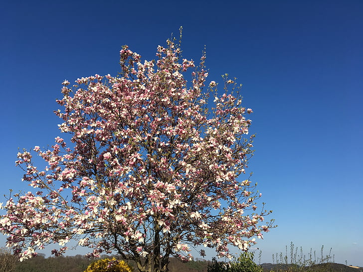magnolia, tree, spring, pink, nature, blossom, bloom