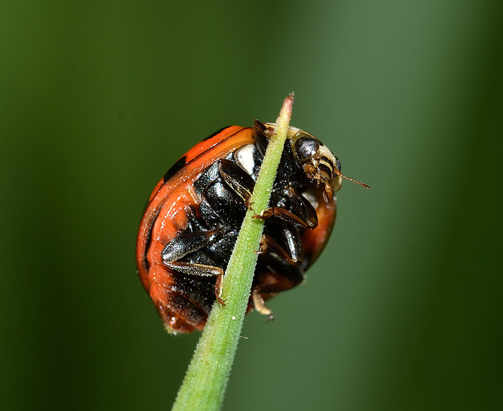 insects, beetles, ladybug