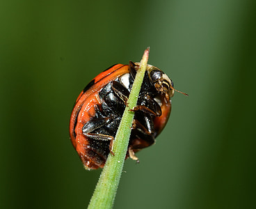 insekter, biller, Ladybug