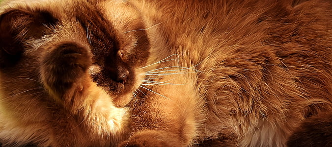 브리티시 쇼트헤어, 고양이, 아름 다운, 영국, 짧은 머리, 동물의 세계, 아디다스