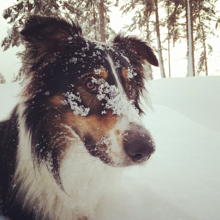 hunden, snø, Vinter, kald temperatur, en dyr, Husdyr, kjæledyr