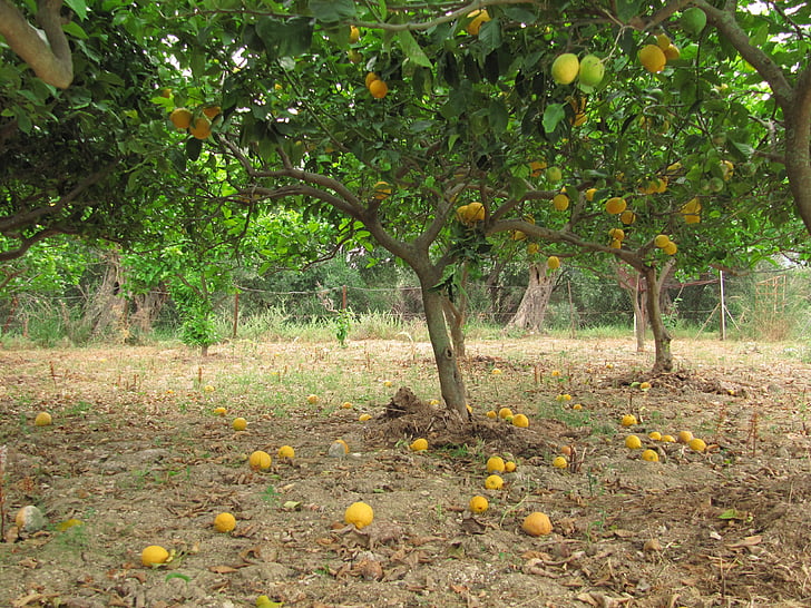 limones, cítricos, cítricos, Corfú, Grecia