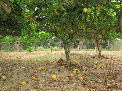 chanh, cây có múi, trái cây cam quýt, Corfu, Hy Lạp