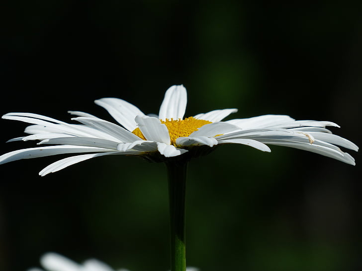 valkoinen, Daisy, kukka, kesällä, kukat, Valkoinen, niityt, Leucanthemum vulgare