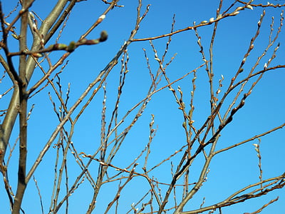 pussy willow, spring, grazing greenhouse, branches, nature, blossom, bloom