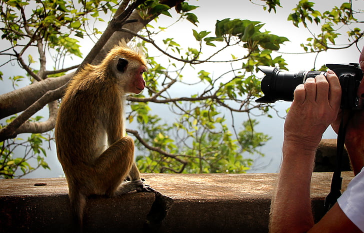 Monkey, modell, kameran, Stäng, Fotografi, lins, fotograferingen