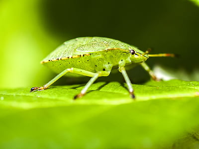 bug, stink bug, nature, animal, insect, leaf, close-up