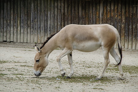 Onager, burro, culo asiático, Parque zoológico, Equus hemionus, ganado, mula