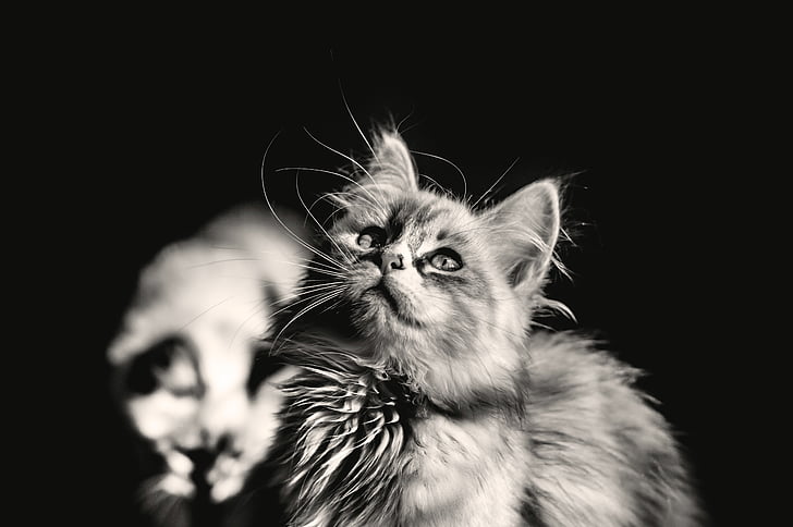 gato, jovens do gato doméstico, gatinho, animal, olho, preto e branco, animais de estimação