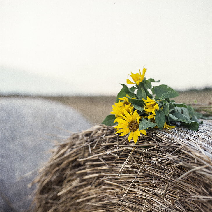sunflower, hay, late summer, summer, mood, hay roll, straw