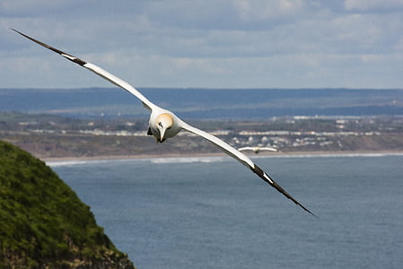 gannet, flight, soar, glide, bird, white, northern