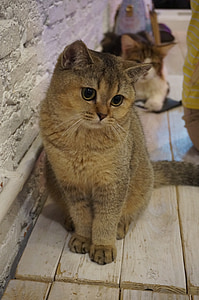 brittiläinen shorthair, kissa, Pet, eläimet, kissan, kotieläin, eläinten
