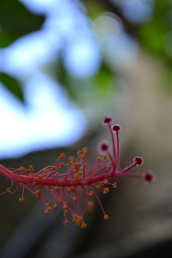Hibiscus, Suurendus:, Makro, lill, punane lill, nector, Sri lanka