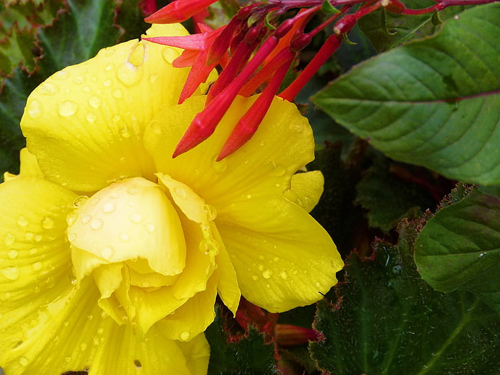 λουλούδι, Κίτρινο, σταγόνες βροχής, φυτό, φύση, floral, άνθος