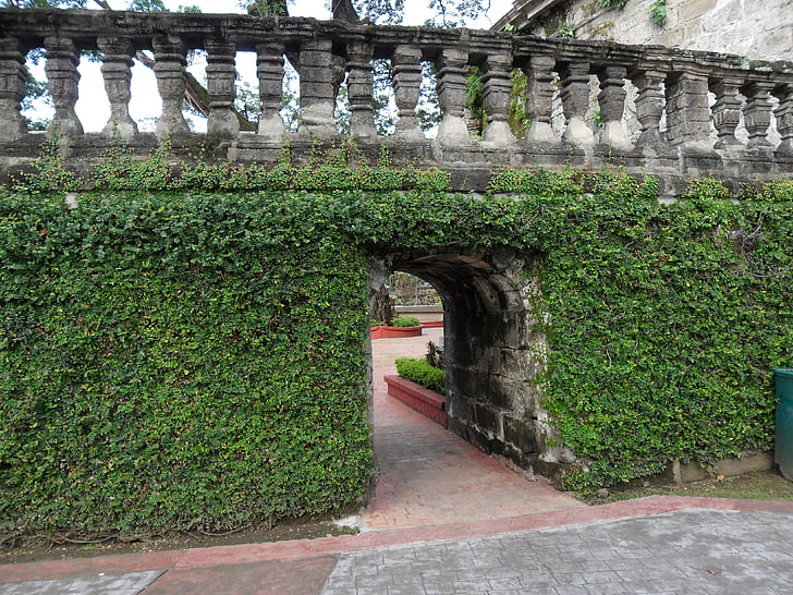 Ivy dekket, eføy, gate, vegg, struktur