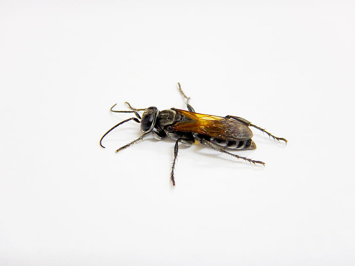Wasp, insekter, svart