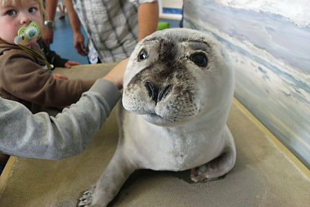 Robbe, nadó de foca, robbe blanc, nens, zoològic, animal, animals de companyia