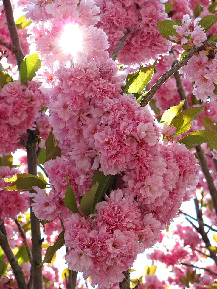 Cherry, träd, Blossom, Blossoms, våren, naturen, färger
