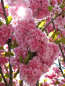 Kirsche, Baum, Blüte, Blüten, Frühling, Natur, Farben
