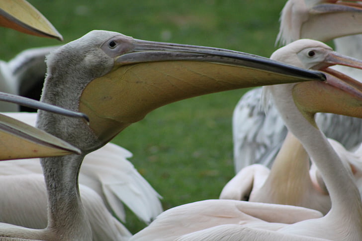 pelicans, waterfowl, bird, nature, birds
