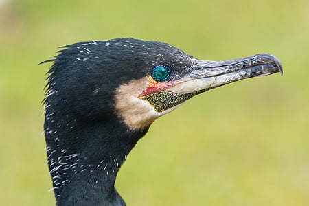 cormorant, bird, close, water bird, portrait, one animal, animals in the wild