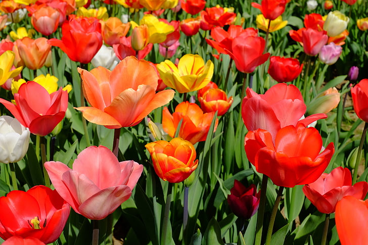 tulips, flowers, bloom, colorful, sea of flowers, field of flowers, blossomed