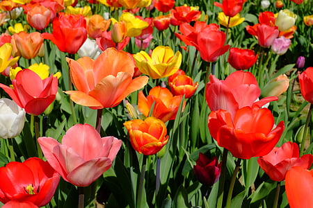 tulipány, kvety, kvet, farebné, morské kvety, pole s kvetinami, rozkvitol
