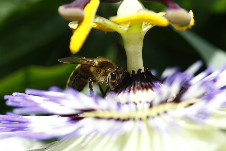 včela, Polin, květ