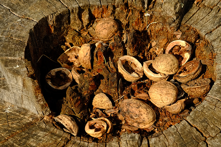nusschalen, tree, nuts, nut, shell, nature, walnut