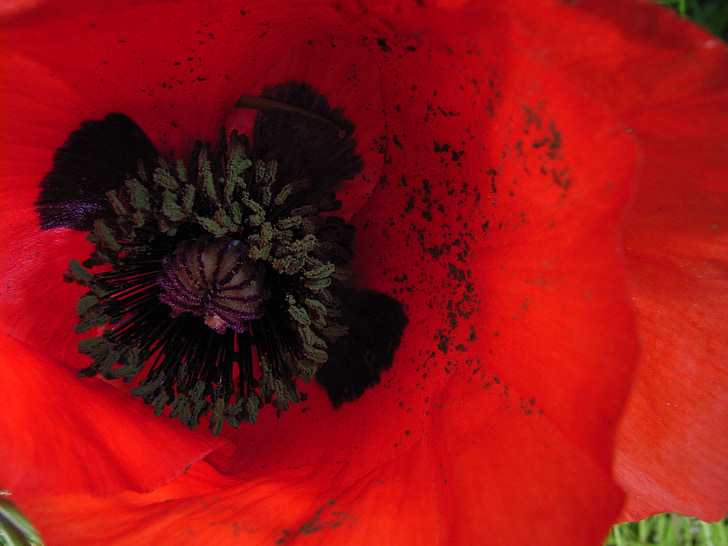 Poppy, bunga, merah