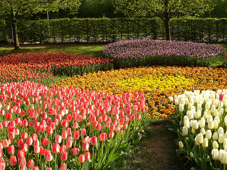 fiori, primavera, giardino, tulipano, natura, fiore, tempo di primavera