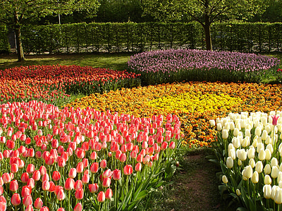 blomster, forår, haven, Tulip, natur, blomst, Springtime