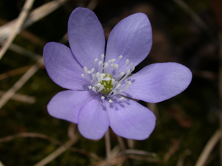 Sinivuokko, Blossom, Bloom, Harbinger kevään, Hepatica nobilis, kevään, kukka