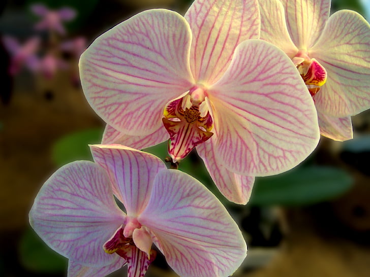 orhideja, cvijet, biljka, Orchidea, ukrasne, ljepota, u nježnim