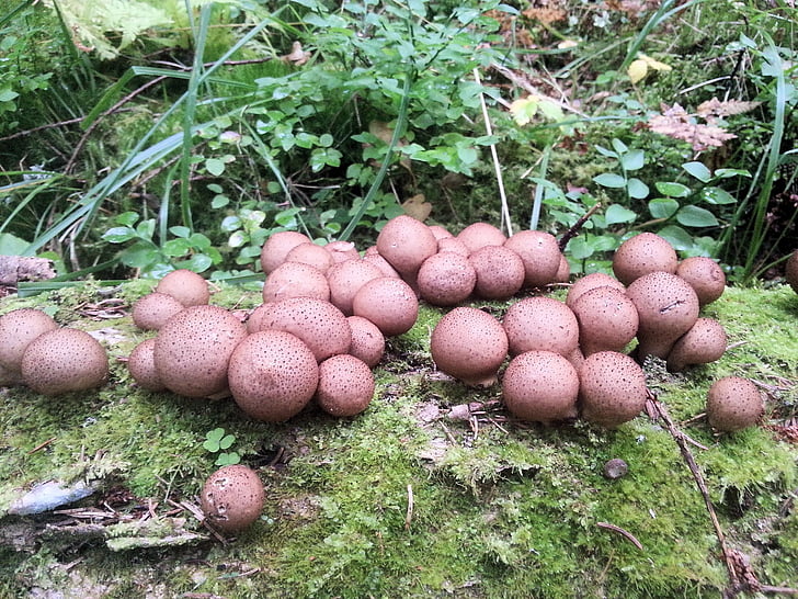 champignon, mad, skov, natur, friskhed, økologisk