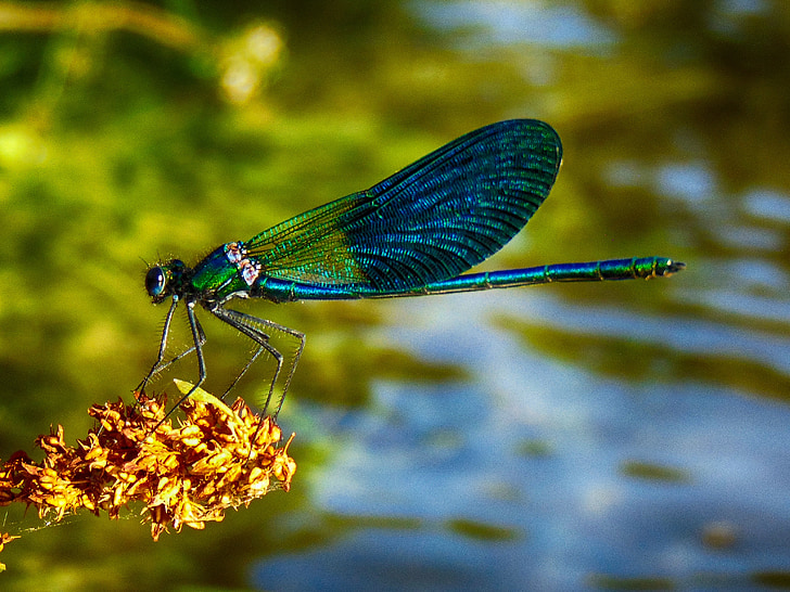 dragonfly, blue, green, nature, river