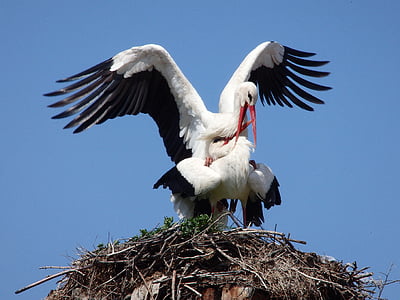 animal, stork, bird, migratory, nest, spring, nature