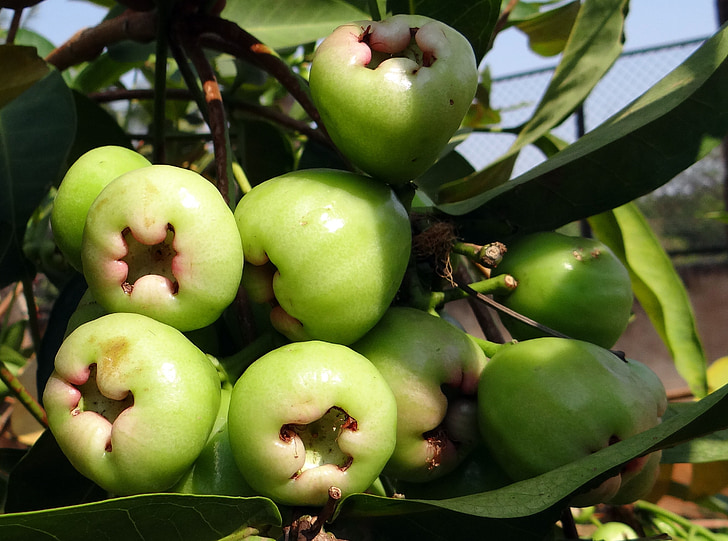 Syzygium samarangense, puu, Tropical, Eugenia javanica, vaha apple, armastus apple, Java apple