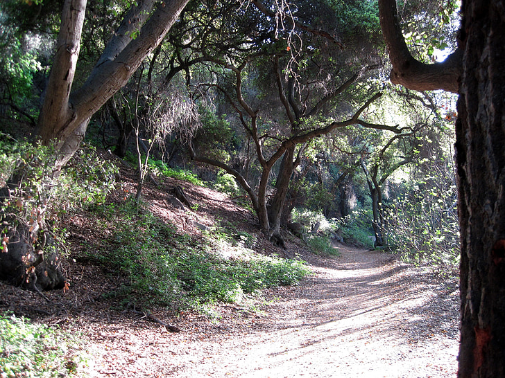 ao ar livre, Cânion de Marshall, caminho, floresta, paisagem, natureza, Califórnia