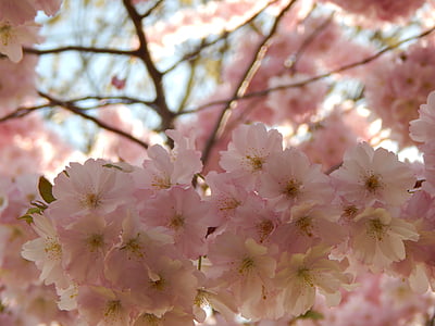 våren, forsøk, glass, rosa, treet